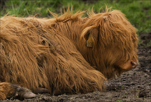 Glasgow_Highland Cattle_Credit dun_deagh:Flickr_www.flickr.com:photos:dun_deagh:6841016734